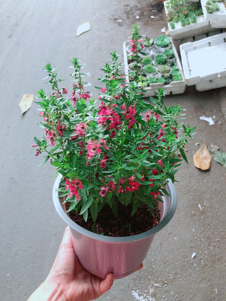 Hoa lưu ly