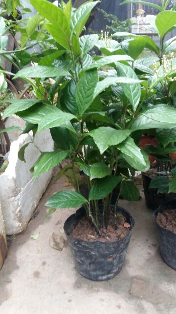 Cây hoa sói dùng để ướp trà