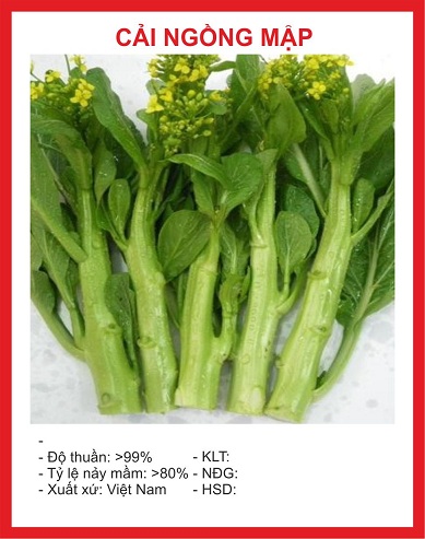 Combo 5 gói hạt giống rau cải ( Cải bó xôi + cải ngọt + cải xanh + cải chíp + cải ngòng )