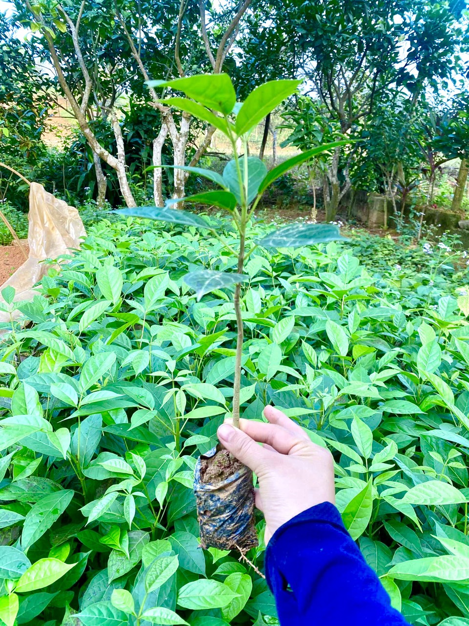 Cây giống kèn hồng cao 30-40cm (ảnh thật số 2)