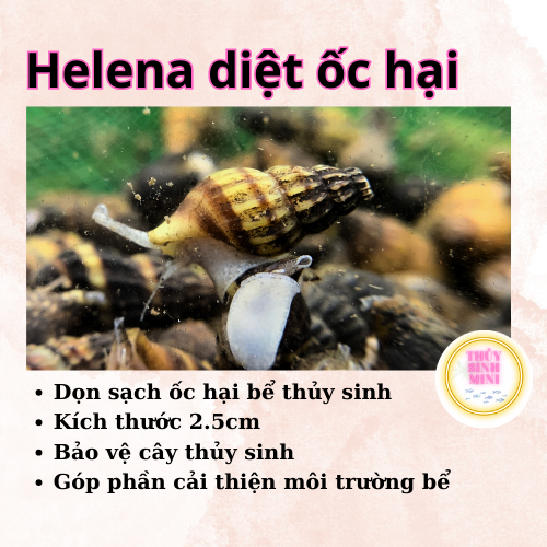 5 ốc helena ăn ốc hại bể thủy sinh