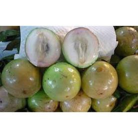 Cây giống Vú sữa Lò Rèn chuẩn