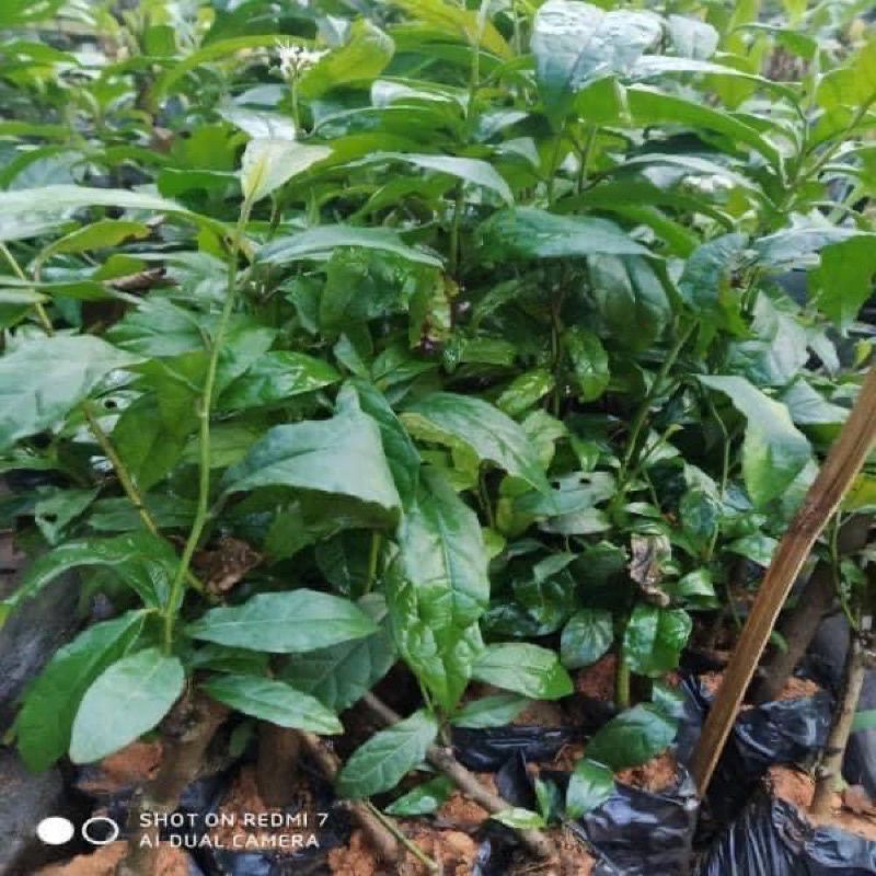 Cây giống kim ngân lượng (1 bầu cây)