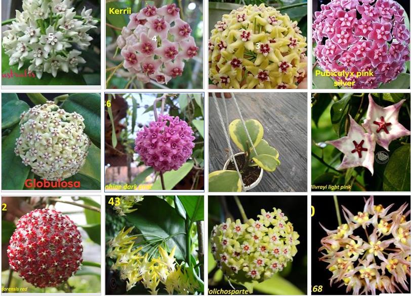 CHẬU LAN CẦM CÙ ĐỦ MẶT HOA, CÂY TƯƠI ĐẸP GỬI ĐI NGUYÊN BẦU ĐẸP