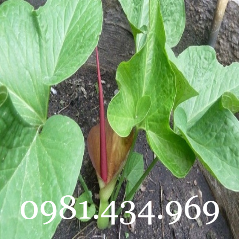 01Kg Cây Cộng Sản (Cỏ Lào) Khô Chất l Mới
