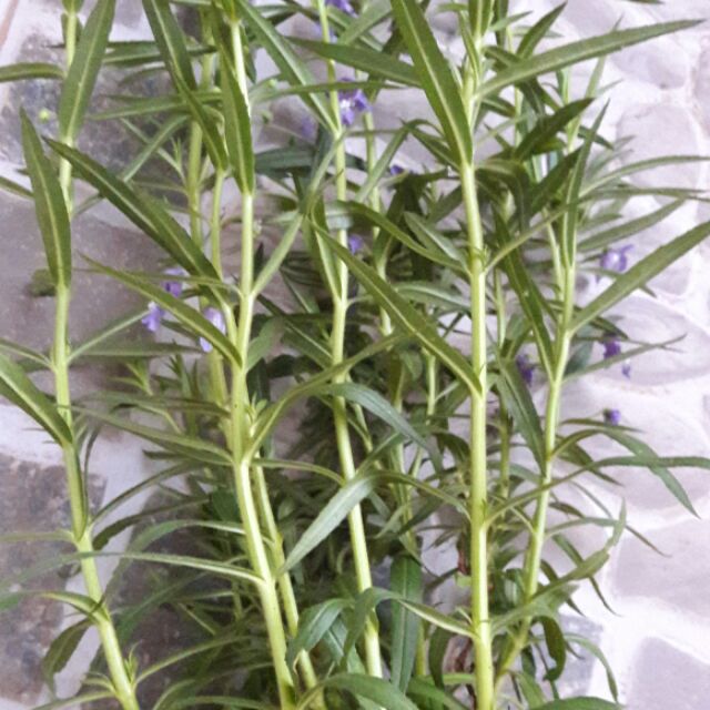 Cây giống hoa violet cổ ươm trong bầu đất