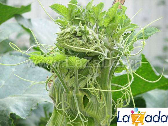 20Gr Hạt Giống Bí Siêu Ngọn (A5.103| W20*W61*M107)