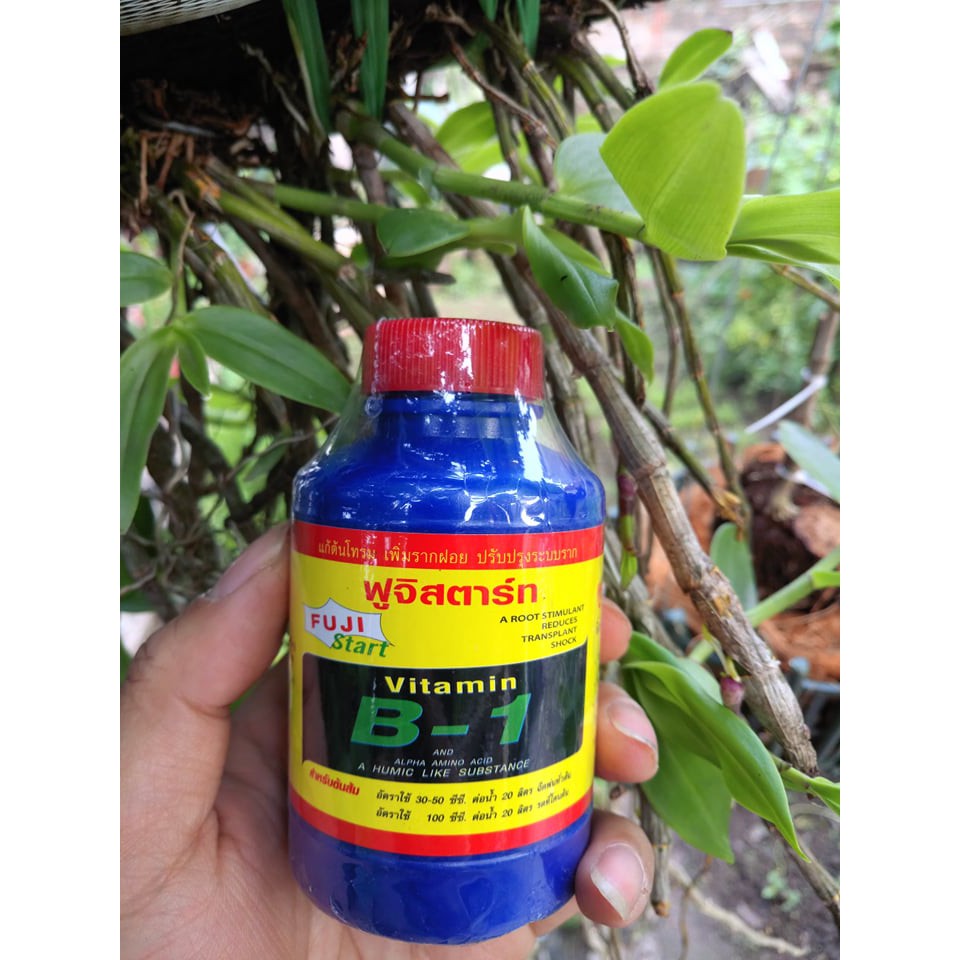 Vitamin B1 AMINO ACID Thái Lan chai 100ml