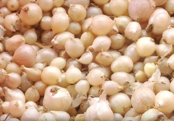 500Gram Củ Nén (Hành Tăm) Miền Trung Loại 1