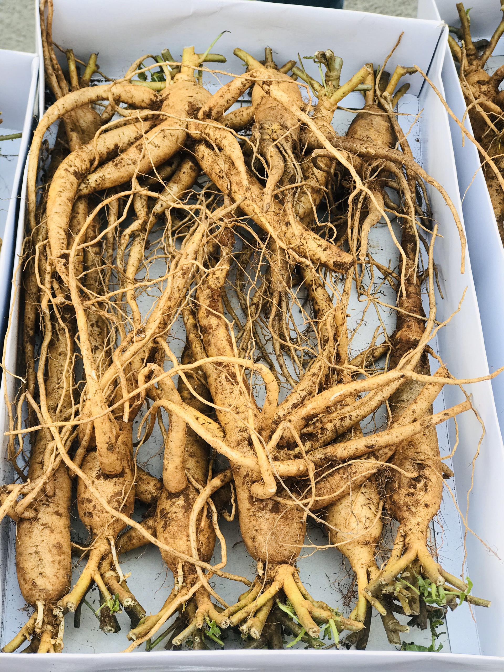 Nhân sâm tươi dùng để ngâm rượu - 690k/kg
