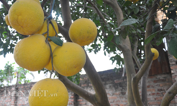 CÂY GIỐNG BƯỞI VÀNG