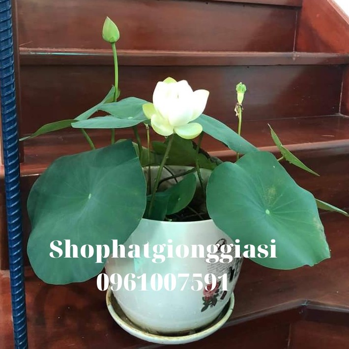 (Đã Cắt Đầu) Combo 10 Hạt Sen Mini Full Màu