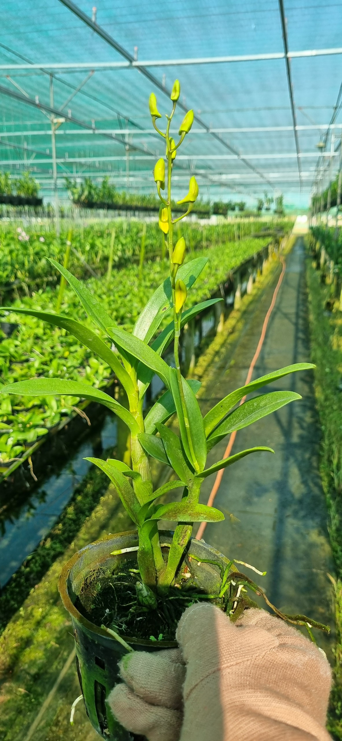 HOA LAN BÀ LIỄU HỒNG