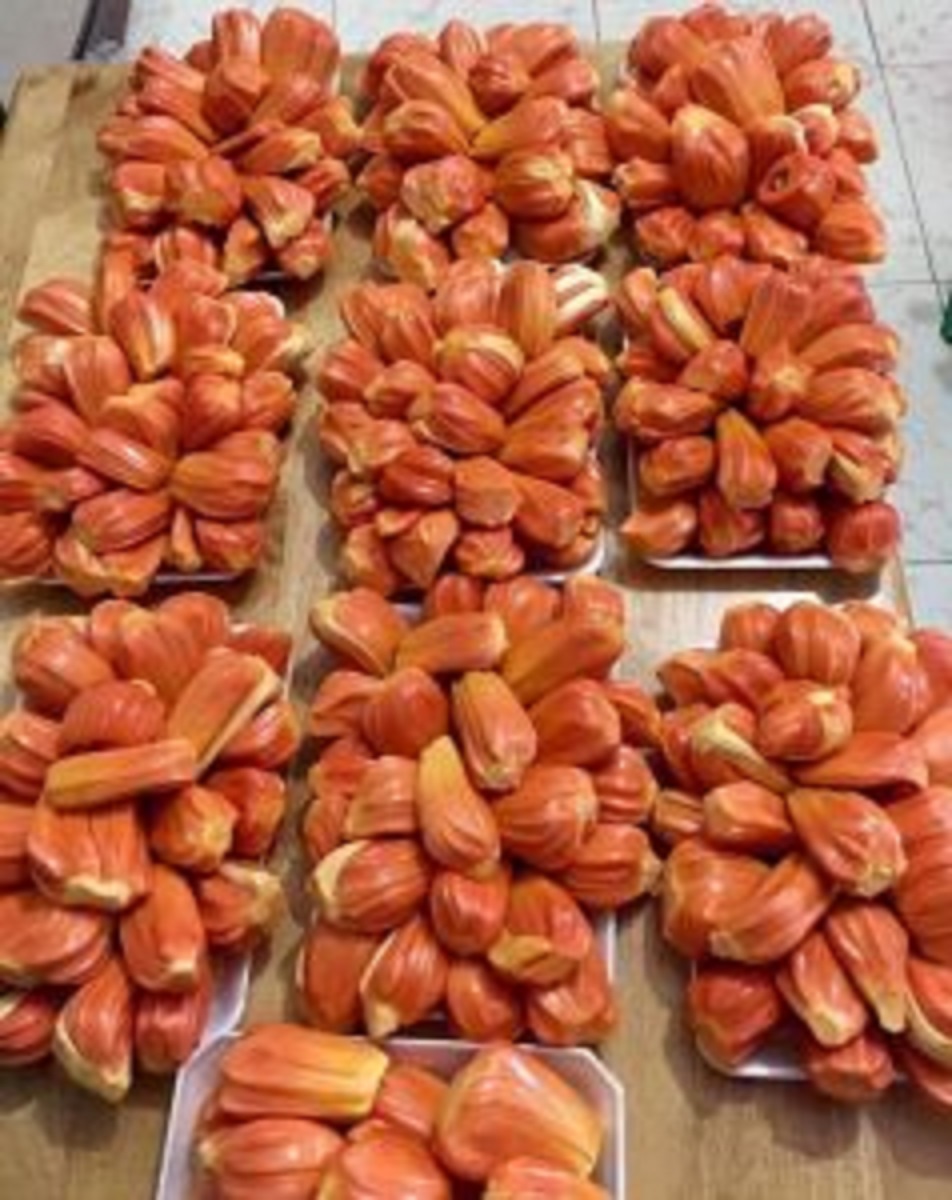 CÂY GIỐNG Mít SIÊU QUẢ Malaysia nhập khẩu