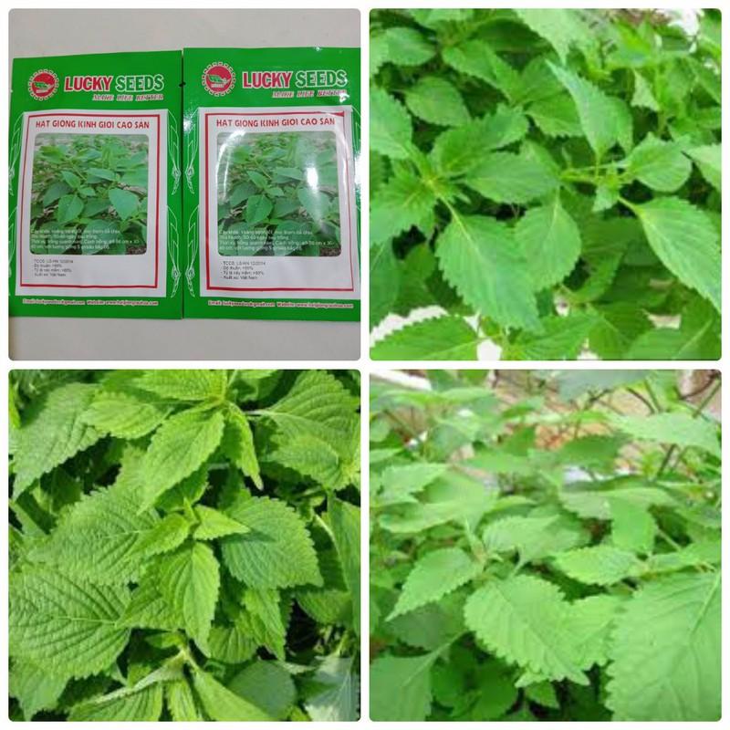 HẠT GIỐNG Rau Kinh Giới ( Rau Gia Vị Ngon)