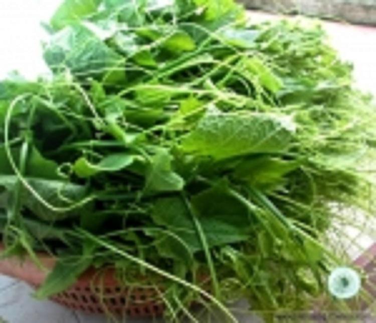 Bộ 5gói 20gr hạt giống bí siêu ngọn
