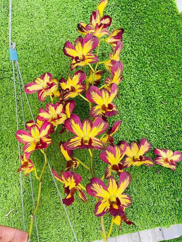 Dendro Chớp Vàng Đỏ 5%
