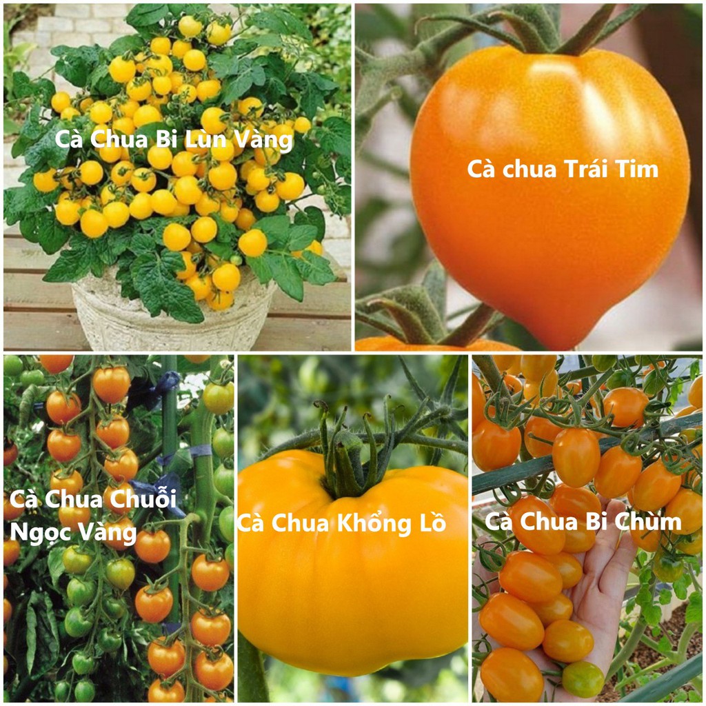 [MUA NHANH] COMBO 20 LOẠI CÀ CHUA BI TRÒN ĐỎ LÙN - BẠCH TUỘC - CHUỖI NGỌC - CÀ CHUA VÀNG, ĐEN, SOCOLA - LÊ ĐỎ KHỔNG LỒ