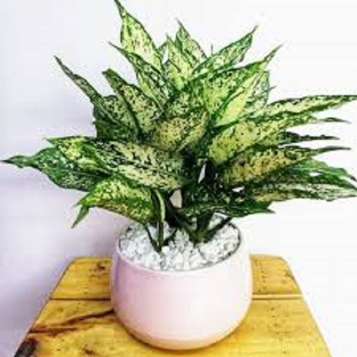 CHẬU CÂY NGỌC NGÂN