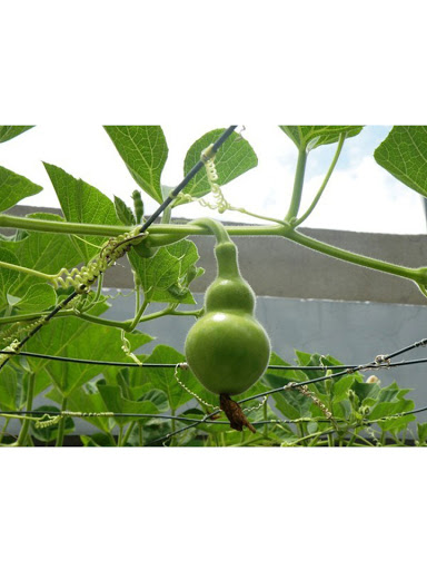 Hạt Giống Bầu Hồ Lô Mini