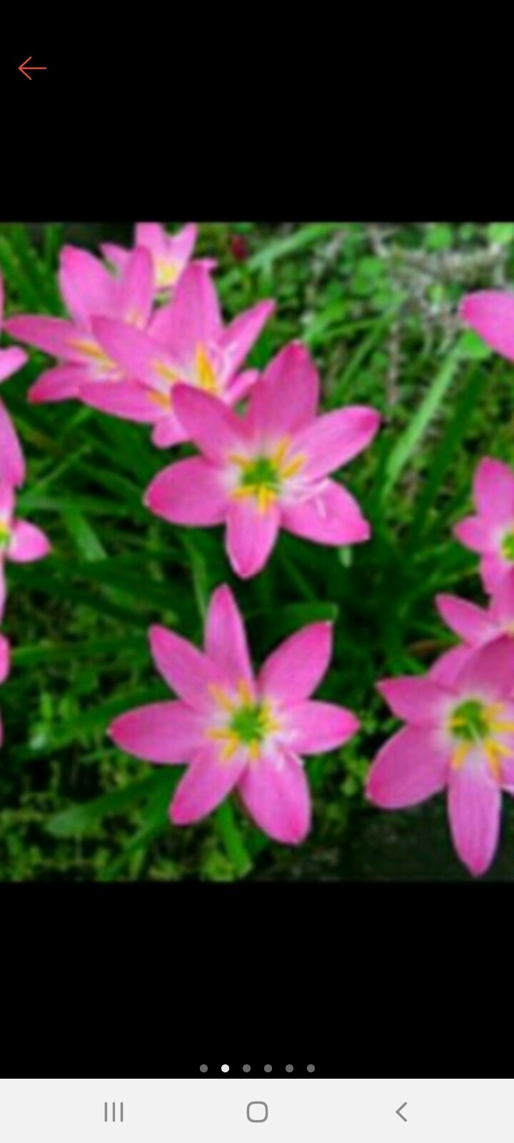 10 củ huệ mưa