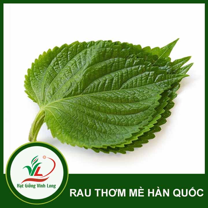Hạt giống Rau thơm mè Hàn Quốc Sesame - 0,5g