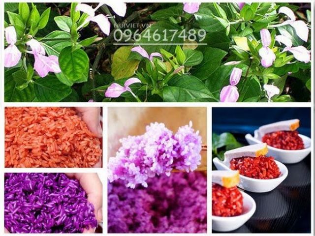Cây lá cẩm tím giống nhật-size 25-30 cm
