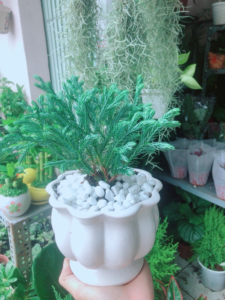 Chậu Cây Tuyết Tùng