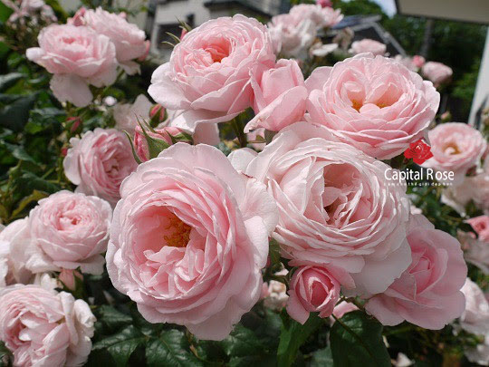 [Cây giống hoa] Hồng LEO Alister  - CayGiongTot