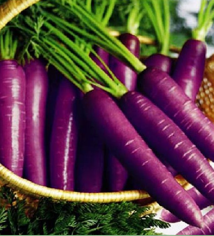 " Gói 100 "Hạt giống Cà rốt tím lai F1 [Seeds]