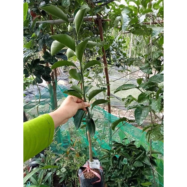 Cây giống cam mỹ navel (cho thu hoạch sớm) ( vườn ươm eakamart)