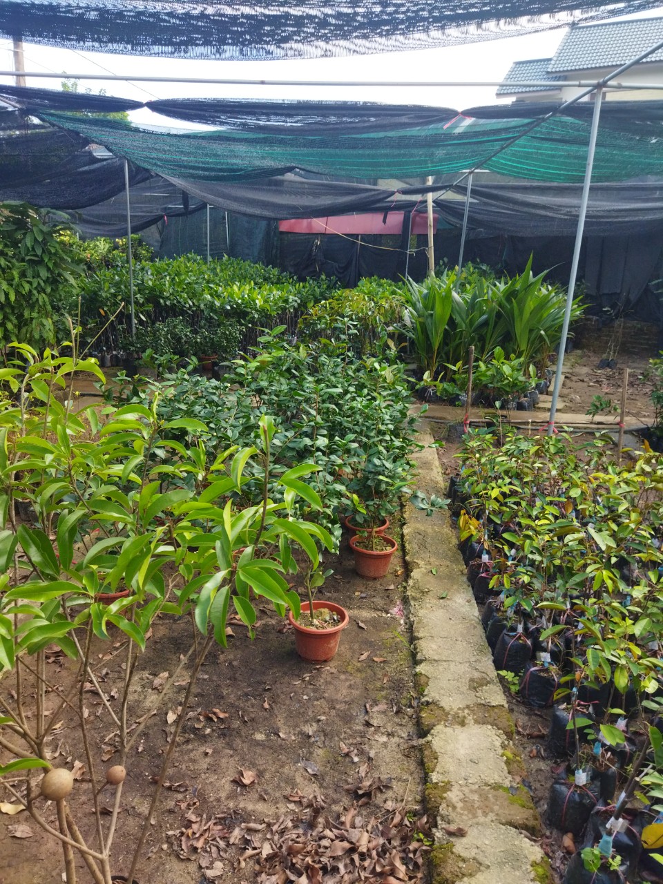 cây giống cây dây đau xương