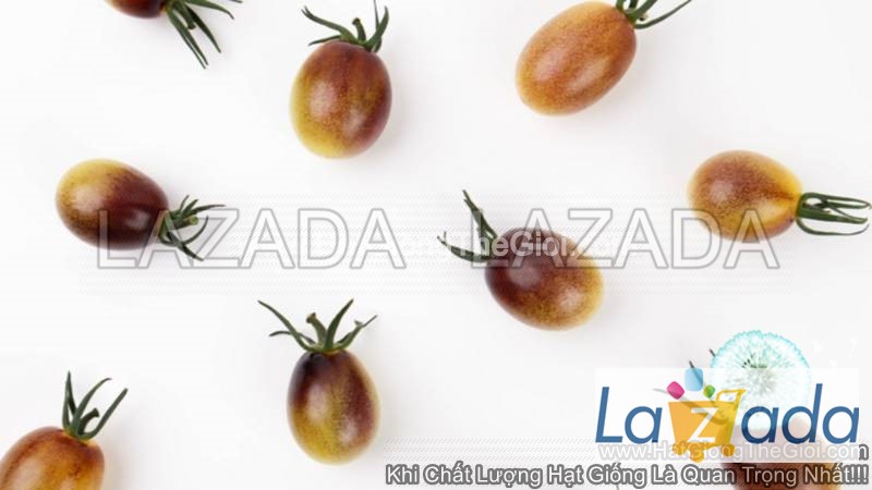 25.HAT Hạt Giống Cà Chua Nho Đen TG208 (KL| C4*W33)
