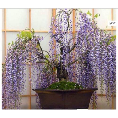 Hạt giống hoa phượng vĩ tím 5 hạt/gói ( TẶNG gói kích thích hỗ trợ hạt nảy mầm)