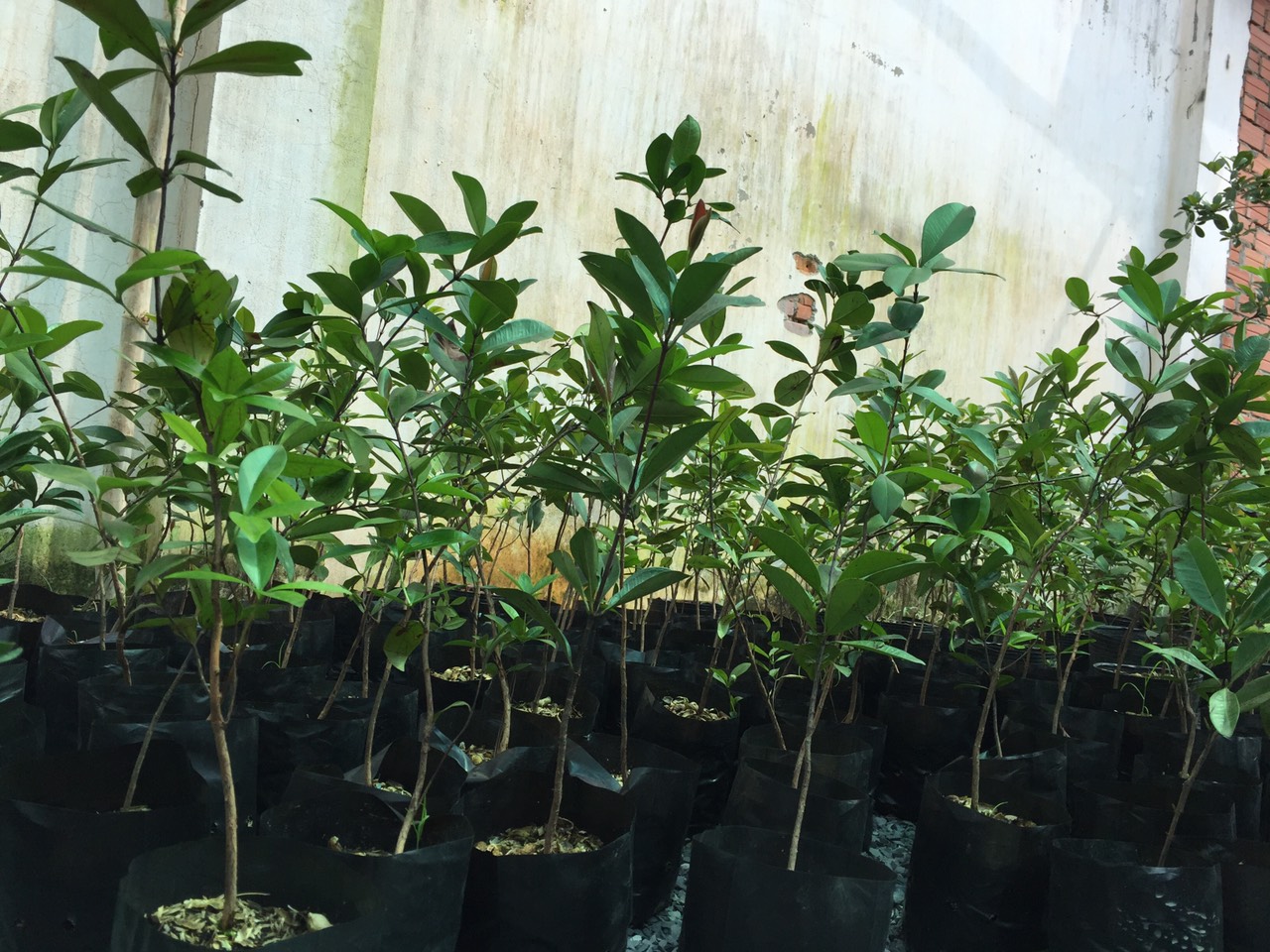 Cây Cherry Brazil siêu xinh