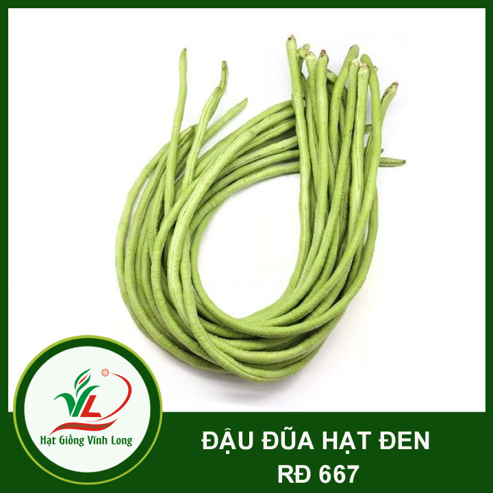 Hạt giống Đậu đũa hạt đen RD 667 - 20g