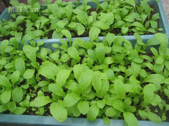 Hạt giống cải mơ đăm (dễ trồng, ăn ngon) 20gr
