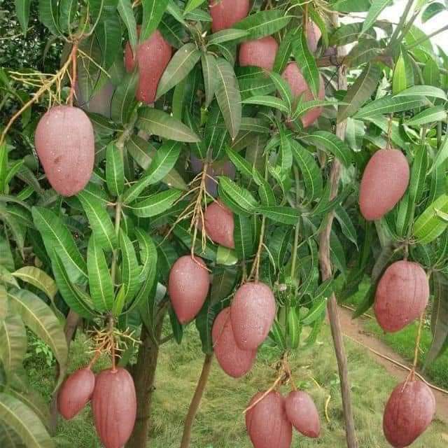 Cây giống xoài đỏ nhật bản ( cây ghép cho trái siêu sớm)