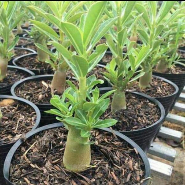 Cây Giống Hoa Sứ Thái