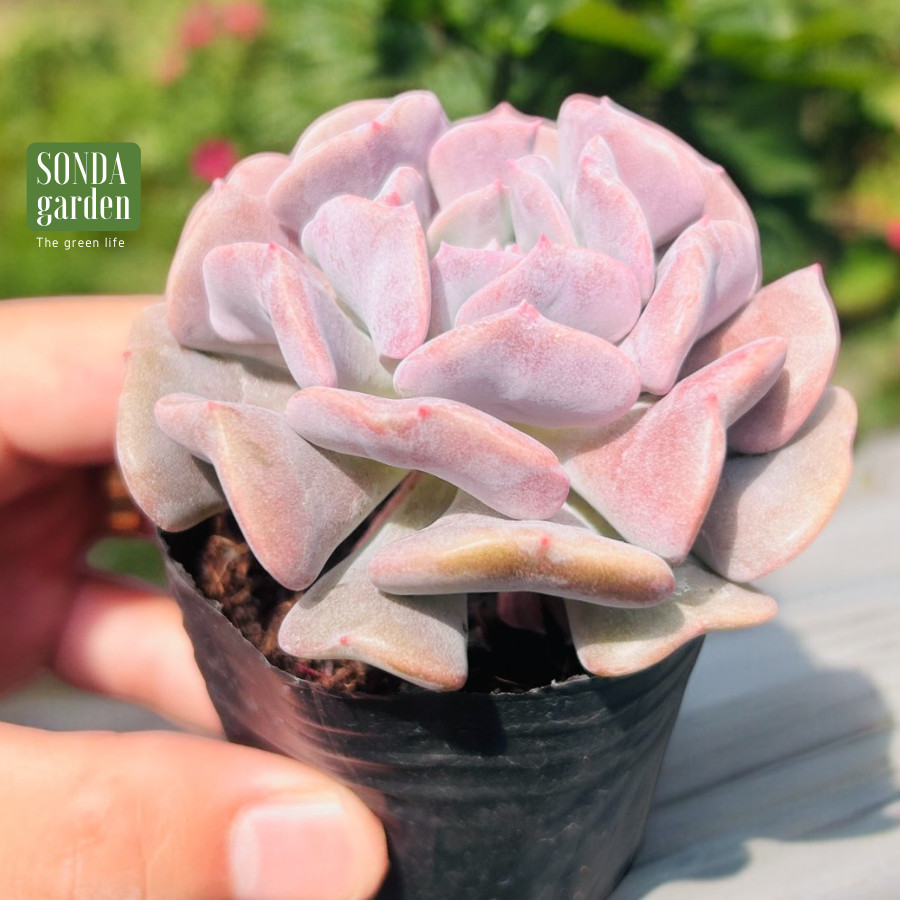 SEN ĐÁ CÚC TÍM SIZE BÉ SIÊU KHOẺ ĐẸP LỖI 1 ĐỔI 1