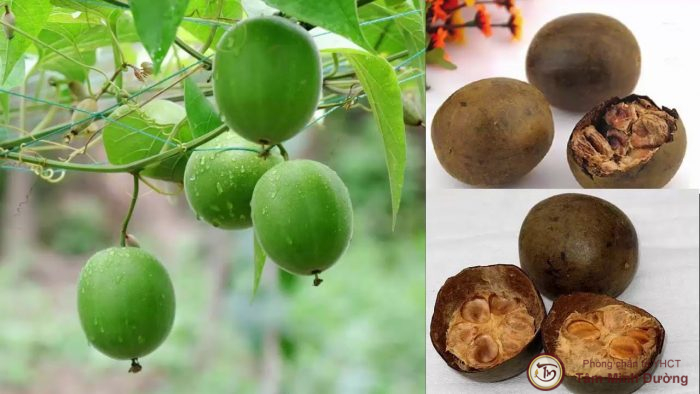 Hạt giống cây la hán quả - 1 gói 5 hạt