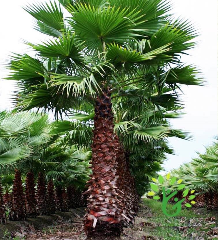 Hạt giống cây cọ mỹ - gói 3 hạt
