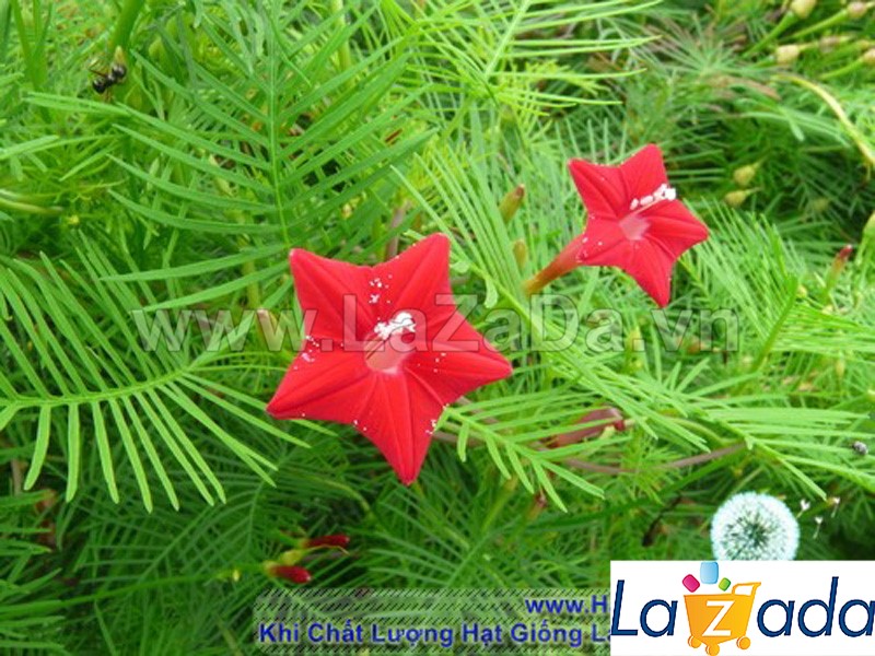 200.HẠT Hạt Giống Hoa Tóc Tiên Leo Đỏ (| -KD: B6*V52)