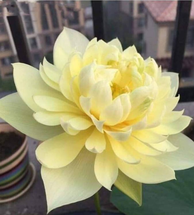 Hạt giống sen bạch diệp vàng ( gói 5 hạt )