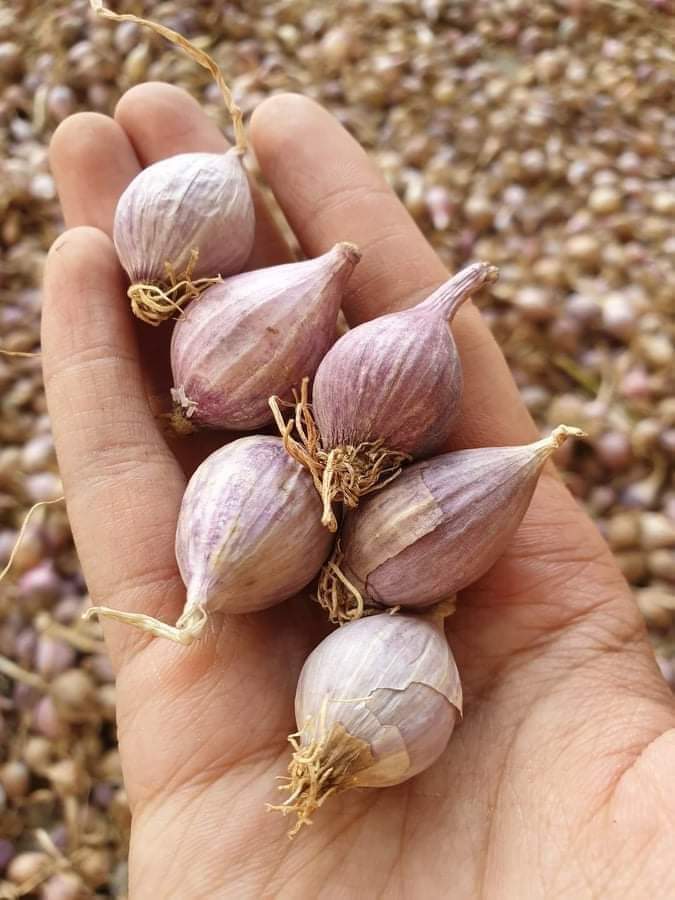 Tỏi cô đơn Sơn La 1kg