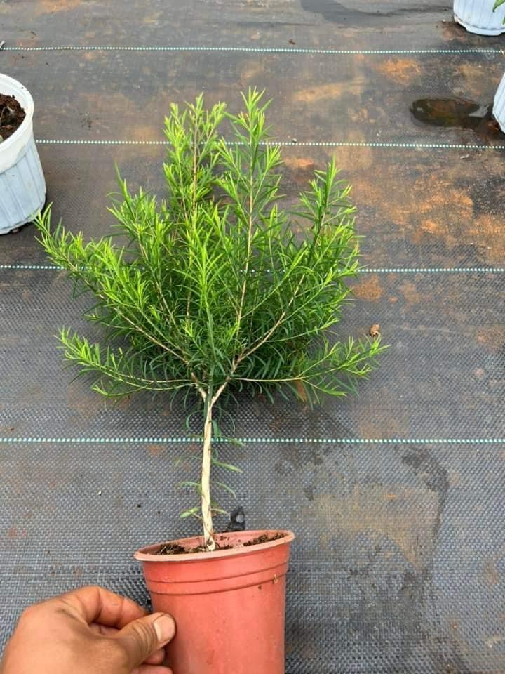Cây giống Tràm Trà - Tea Tree chuyên dùng sản xuất tinh dầu