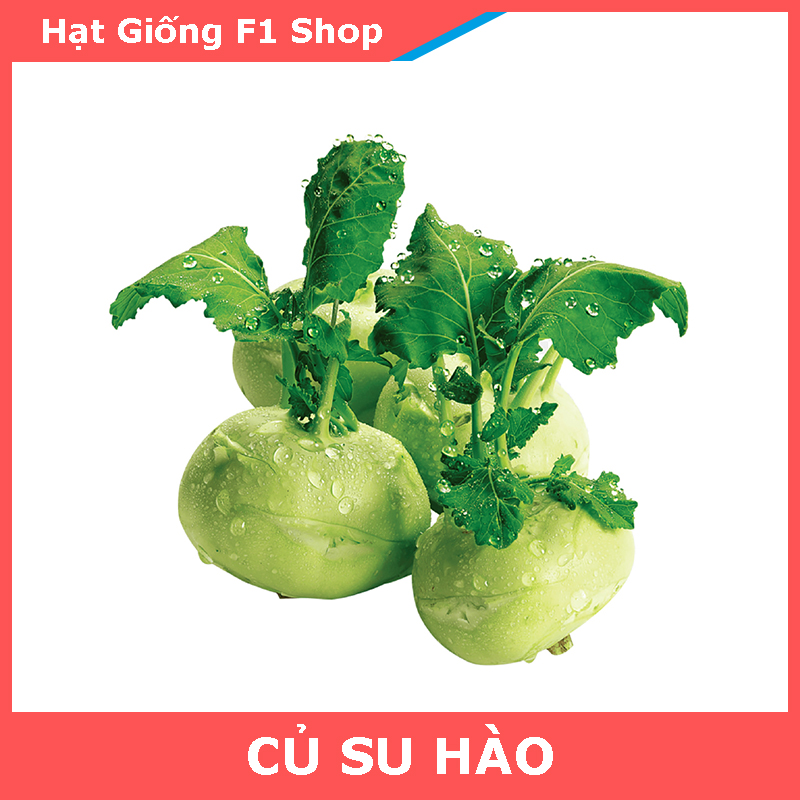 Hạt Giống Củ Su Hào Năng Suất Cao