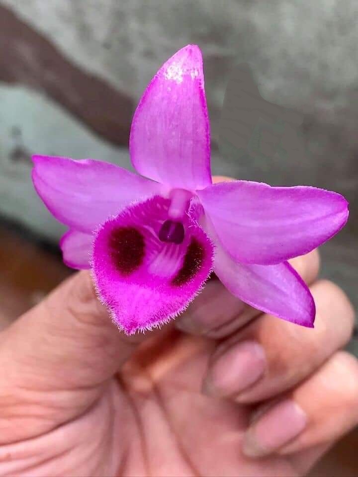 [Rẻ vô địch] Phi điệp tím Hà Tây hàng giống