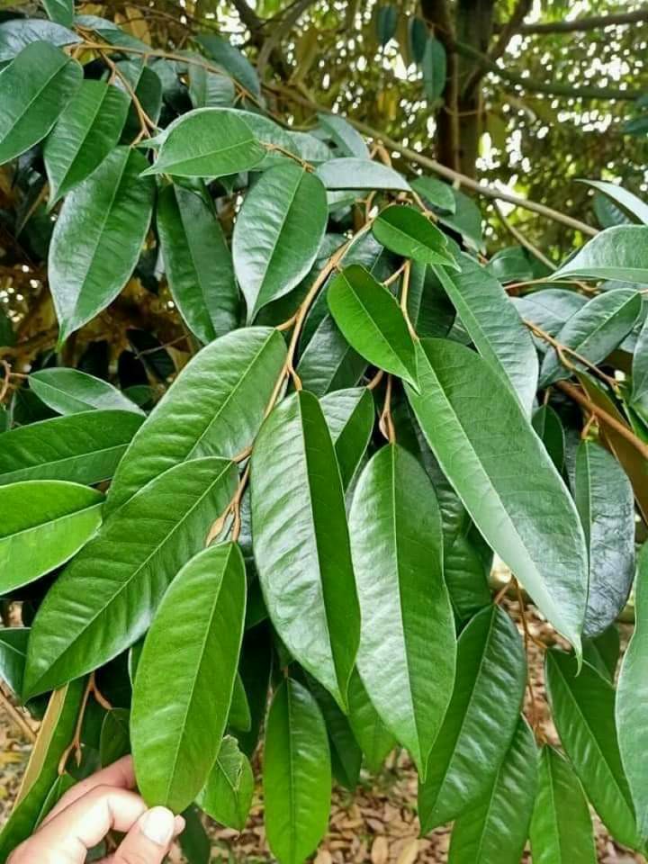 BUNG TƯỢC ĐẺ NHÁNH CHUYÊN SẦU RIÊNG CHAI 1 LÍT [Có sẵn] [Ảnh thật] [Chính hãng]