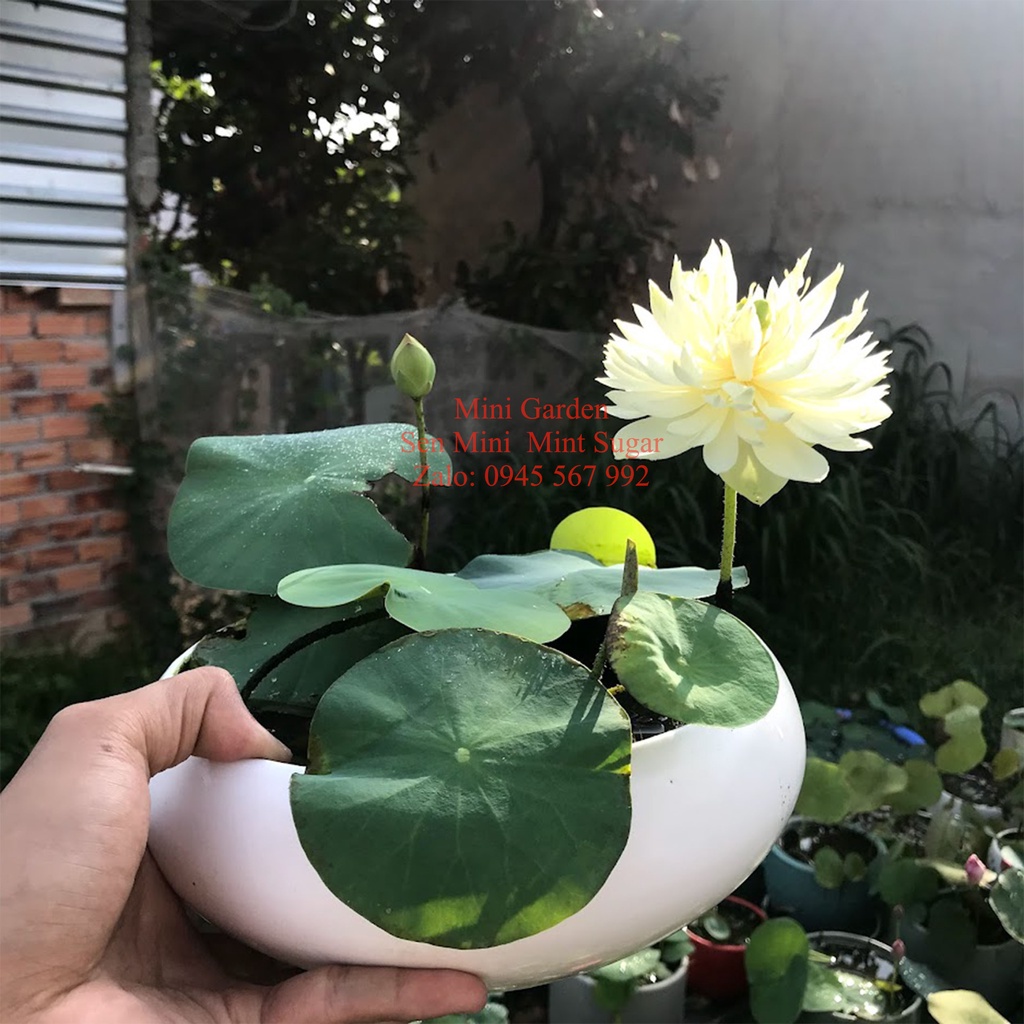 Củ Giống Hoa Sen Mini Nhật Mint Sugar